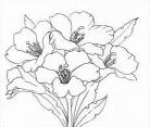 花简笔画大全带颜色
